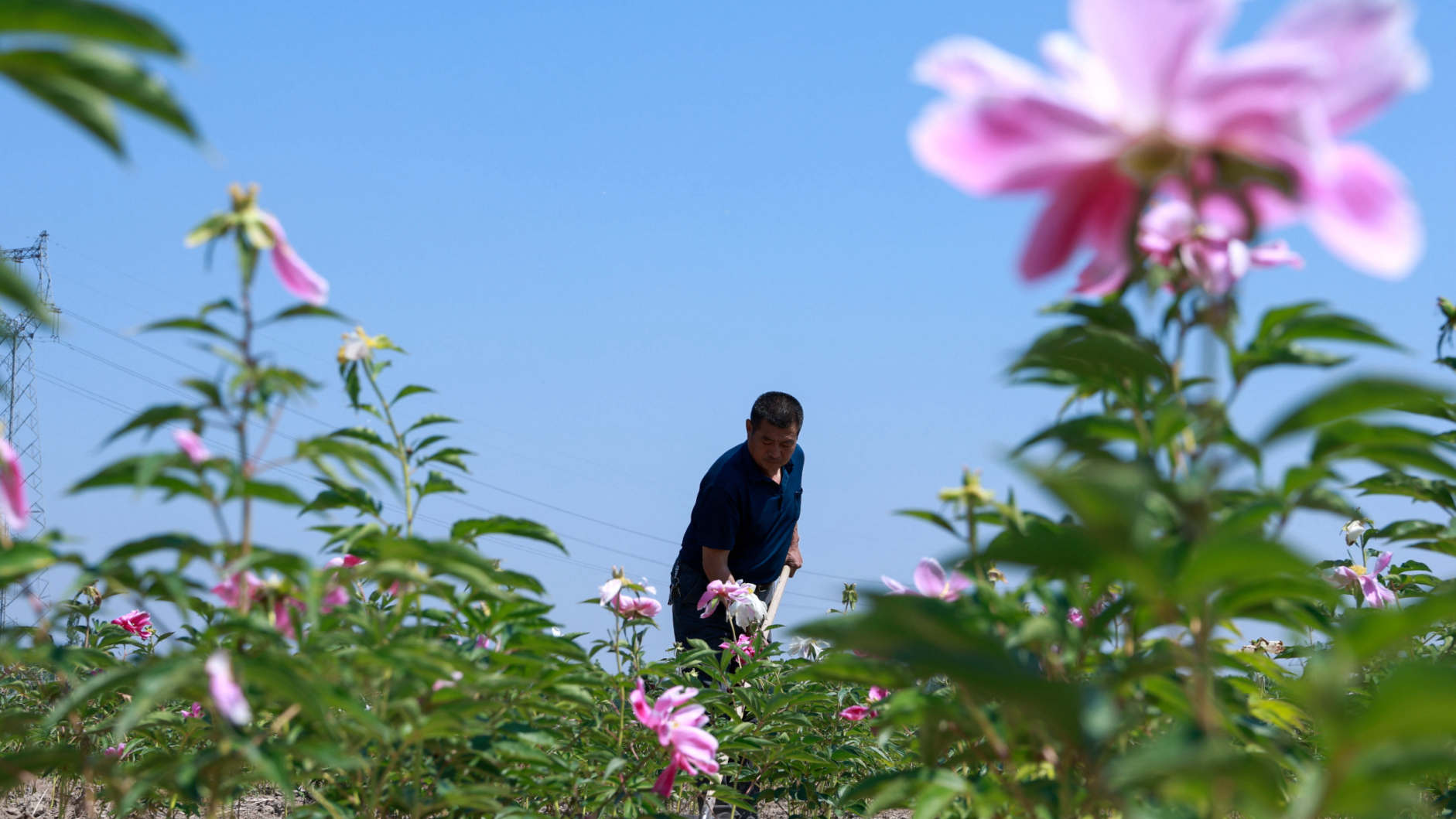 山東聊城：初夏の頃は農事で忙しい