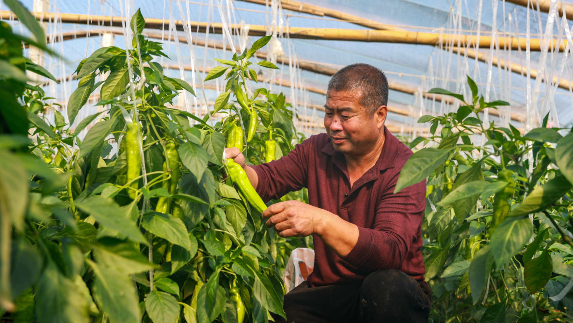 山東聊城：立冬野菜の収穫で忙しい