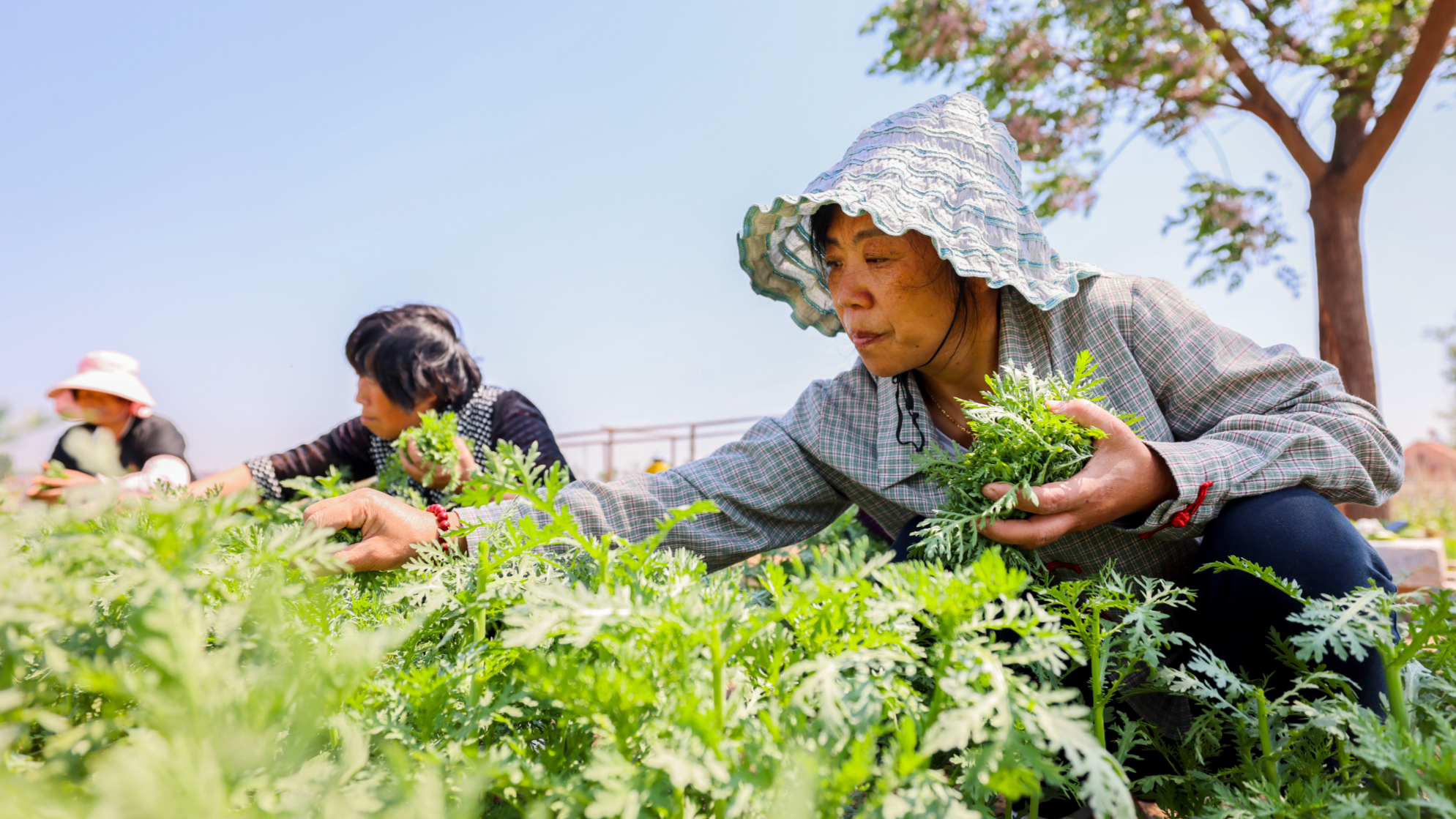 山東青島：多彩農場の野菜が豊作シーズンを迎え
